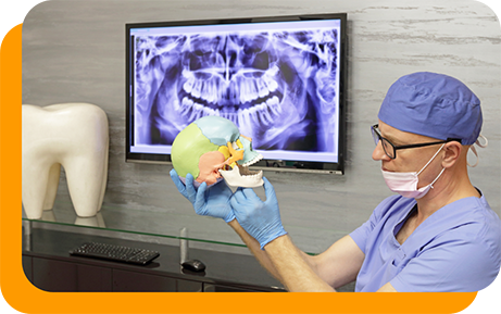 Dentist pointing out the jaw joint on a model of the skull